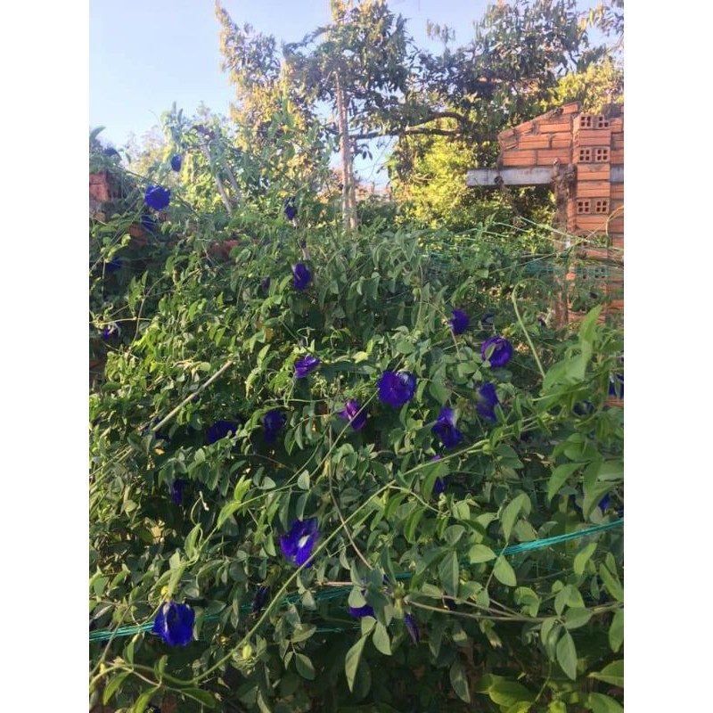 Mưa nên hoa bị vàng cuống, 100gram hoa đậu biếc phơi khô, không chất bảo quản