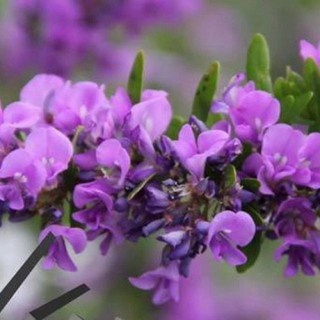 CHẬU CÂY LINH SAM (CÂY SAM NÚI ) DÒNG SÔNG HINH LÁ TO- SIÊU BÔNG