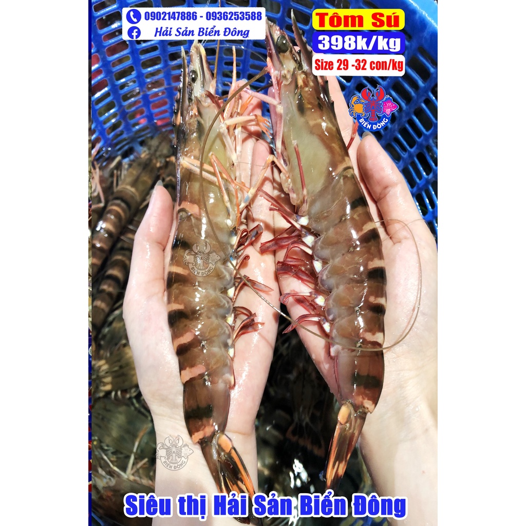 TÔM SÚ sống đang bơi loại 30 con/kg, sản phẩm của Hải Sản Biển Đông ở Hà Nội