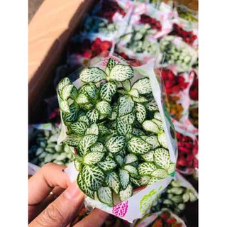 Cây cẩm nhung