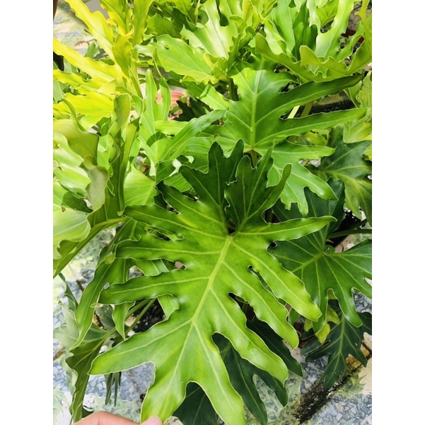 trầu bà thanh xuân (co 2 sz chậu cao 30cm-60cm)