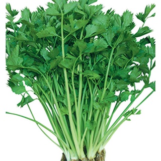 HẠT GIỐNG RAU CẦN CỌNG XANH