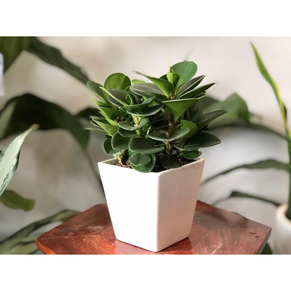 Cây Peperomia obtusifolia (Viên Diệp Tiêu Thảo, Cây Trường Sinh) chậu nhựa