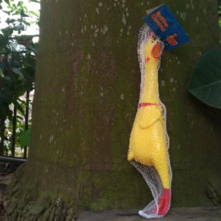 Gà bóp kêu Shrilling chicken 41cm