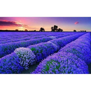 Gói 50 hạt giống hoa oải hương, lavender tím, tặng kích mầm