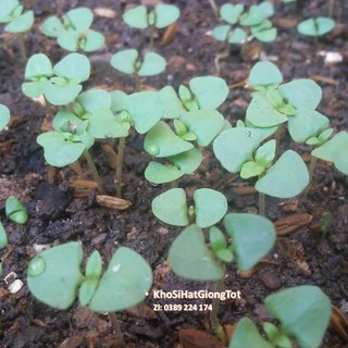 Gói 50 Hạt Giống Húng Thơm Trắng / Rau É Trắng / Rau Thơm Sả ĐẠI GIẢM GIÁ TẾT