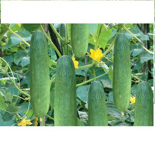 hạt giống cây dưa chuột lai hạt tím (20 hạt) rau