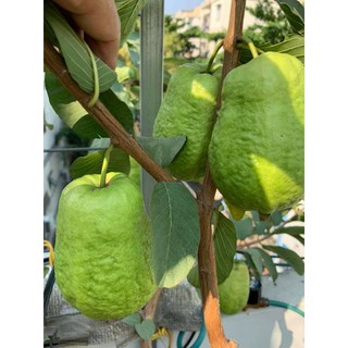 Cây 🌲 Ổi Thái .... chậu lớn đang trái