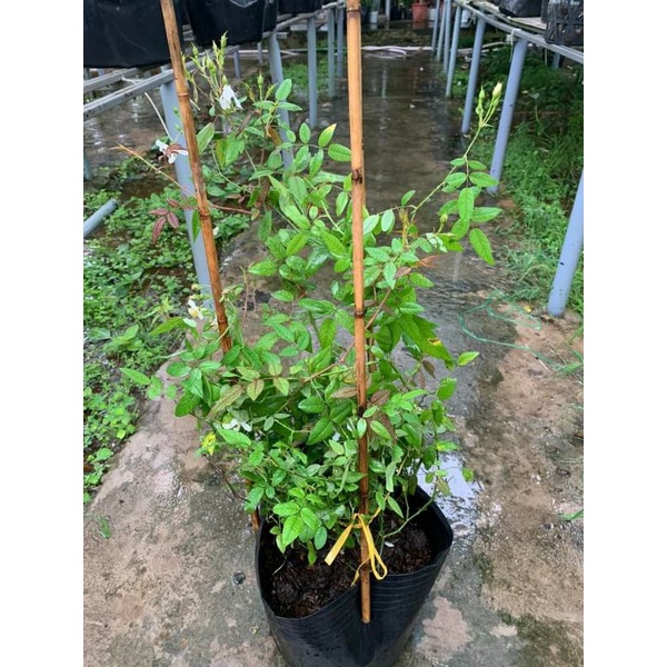 Hoa Hồng Darlow's Enigma Rose. trắng tinh khôi 5 cánh