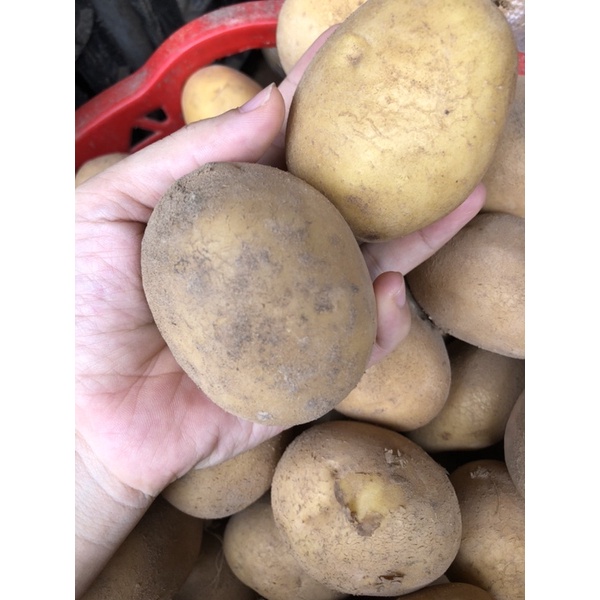Khoai Tây to ngon, bở và hàng tươi ngon mỗi ngày đóng gói 1kg