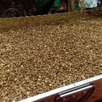 CAFE BỘT NGUYÊN CHẤT ROBUSTA MIKA 5KG