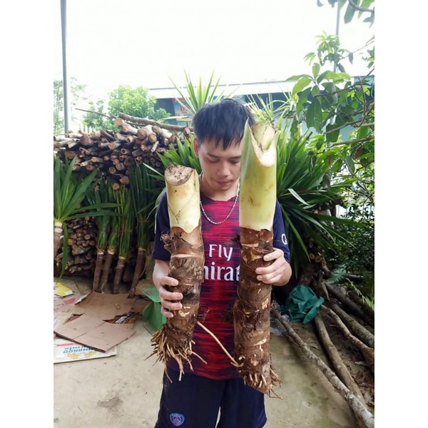 Ráy Voi cảnh, ráy voi khổng lồ.