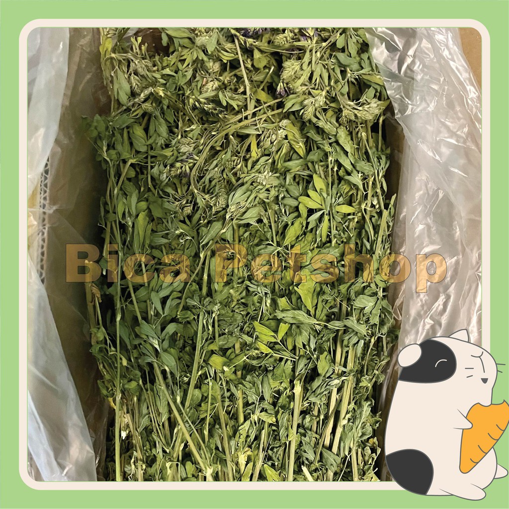 Cỏ alfalfa nguyên cành cho thỏ, chuột lang, sóc bắc mỹ, chinchilla,..