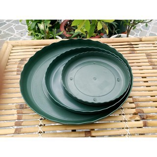 Đĩa Chậu Monrovia Trung Quốc