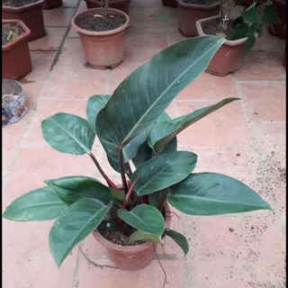 Trầu bà đế vương