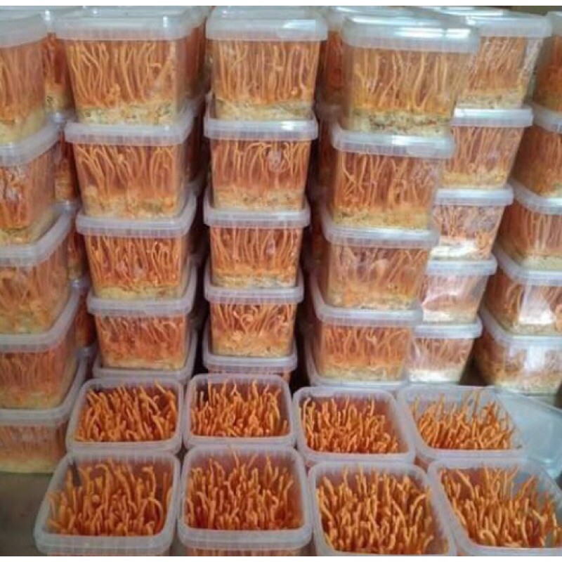 Đông trùng hạ thảo tươi 200g, nấm trùng thảo, PP Sâm Yến Thái An | BigBuy360 - bigbuy360.vn