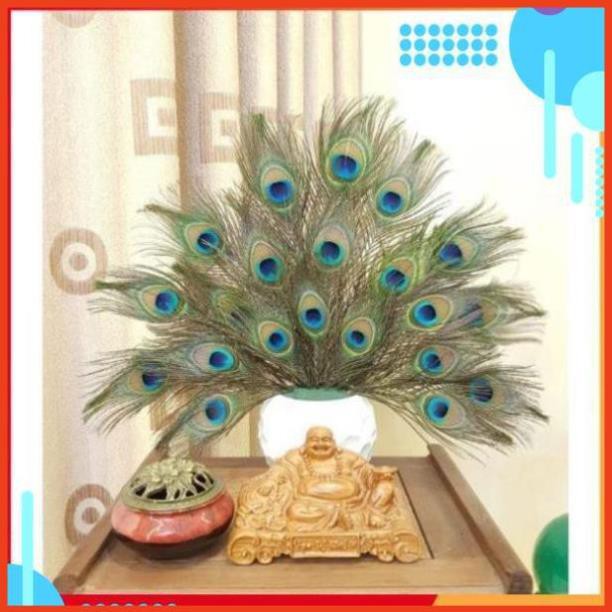 💎 ❤ [Xả sốc] Lông công phong thủy 20_30cm mắt vừa (mua tối thiểu 20c) 206796