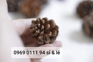 Quả thông cỡ nhỏ 10 quả