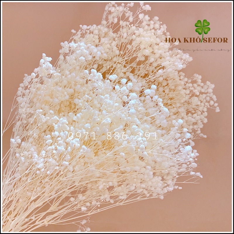 Hoa Baby Bloom trắng tinh khôi Gypsophila hoa khô trang trí phòng