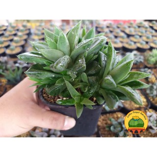 Sen đá kim cương | Haworthia bụi ngọc lá dài, thuần khí hậu, dễ chăm
