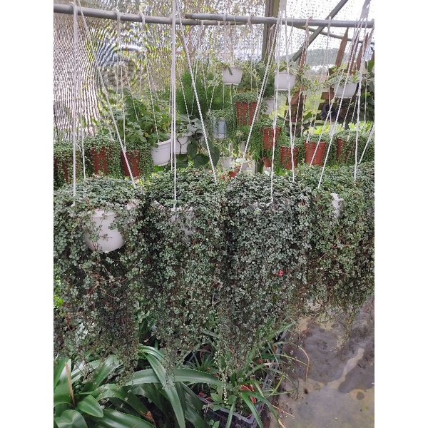 Chậu cứng Pilea Glauca Aquamarine baby tears