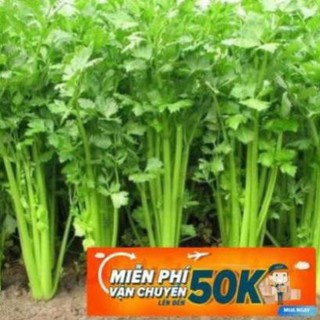 10g Hạt giống Rau Cần tây LuckyseadTG