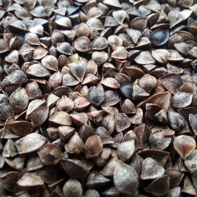 500g hạt ba khía -thức ăn: Hamster, sóc, vẹt.