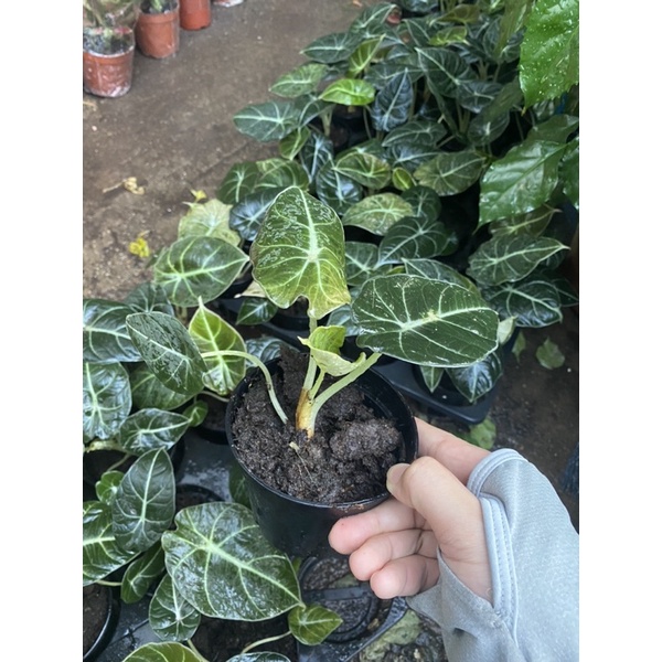 Cây môn nhung cây bao đẹp