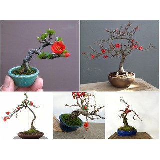 BỘ HẠT GIỐNG MAI ĐỎ