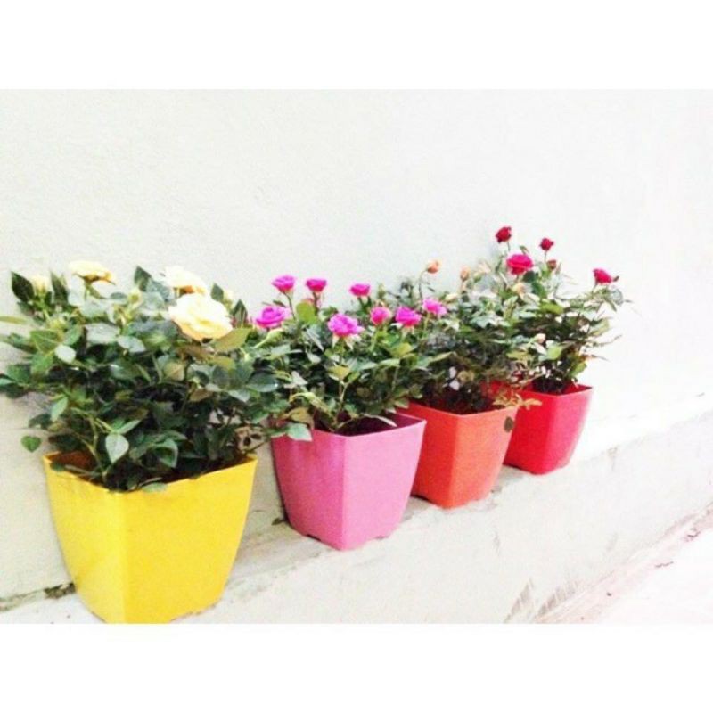Combo 10 chậu V9(9x9cm) loại 1 bền đẹp