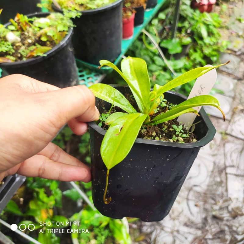 Cây cảnh ventricosa