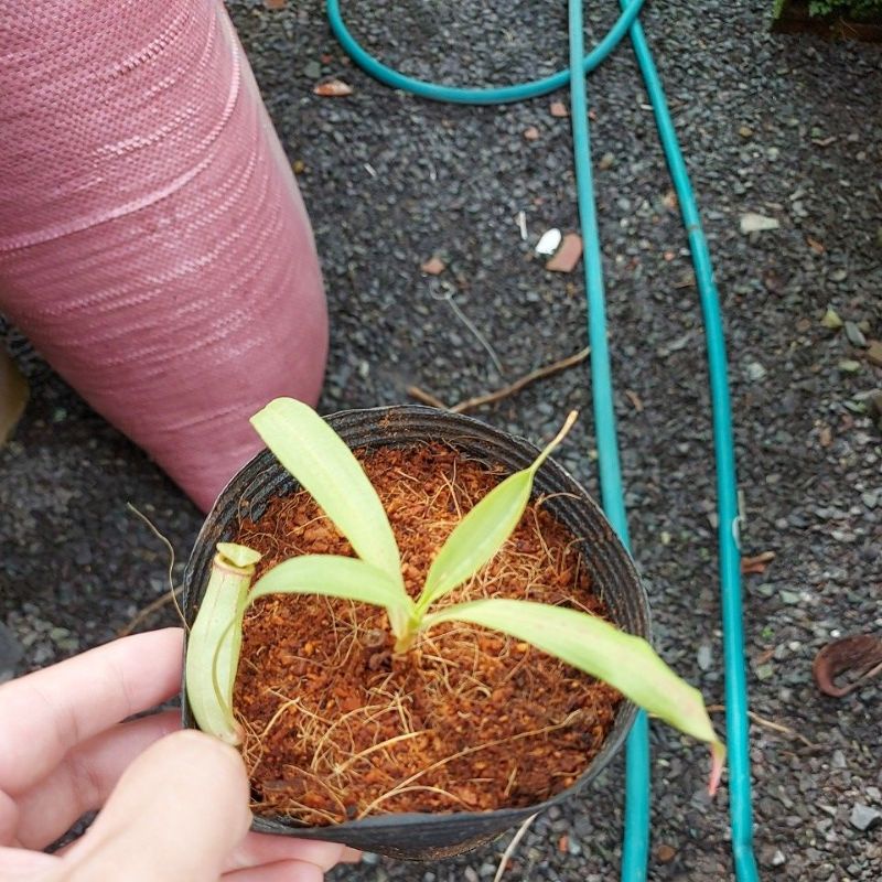 Cây nắp ấm N. mirabilis green