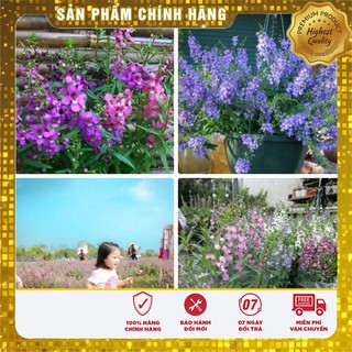 Hạt giống hoa Ngọc Hân ( Hạt giống hoa đẹp gói 5 hạt)