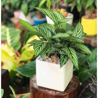 Cây Đuôi Công Xanh kèm chậu sứ