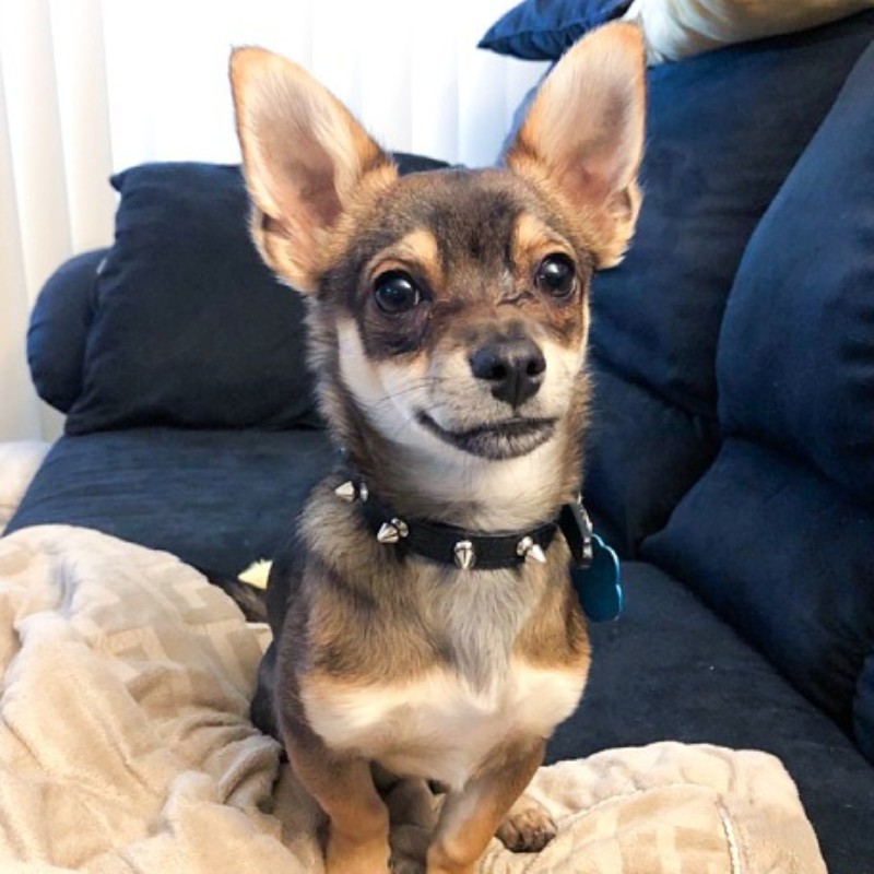 Vòng cổ giả da đính đinh tán dành cho thú cưng