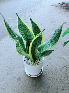 Chậu Lưỡi Hổ Cao