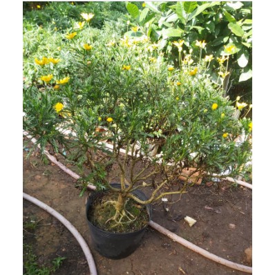 - Cúc thân gỗ dáng TREE cây đang hoa cao 80-100cm.