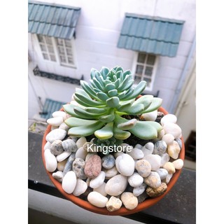 Sỏi Trang Trí Chậu Cây