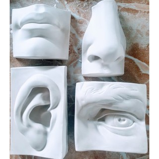 Khối thạch cao ngũ quan chi tiết. khối V-H