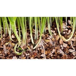 Đá Vermiculite Namix 5dm