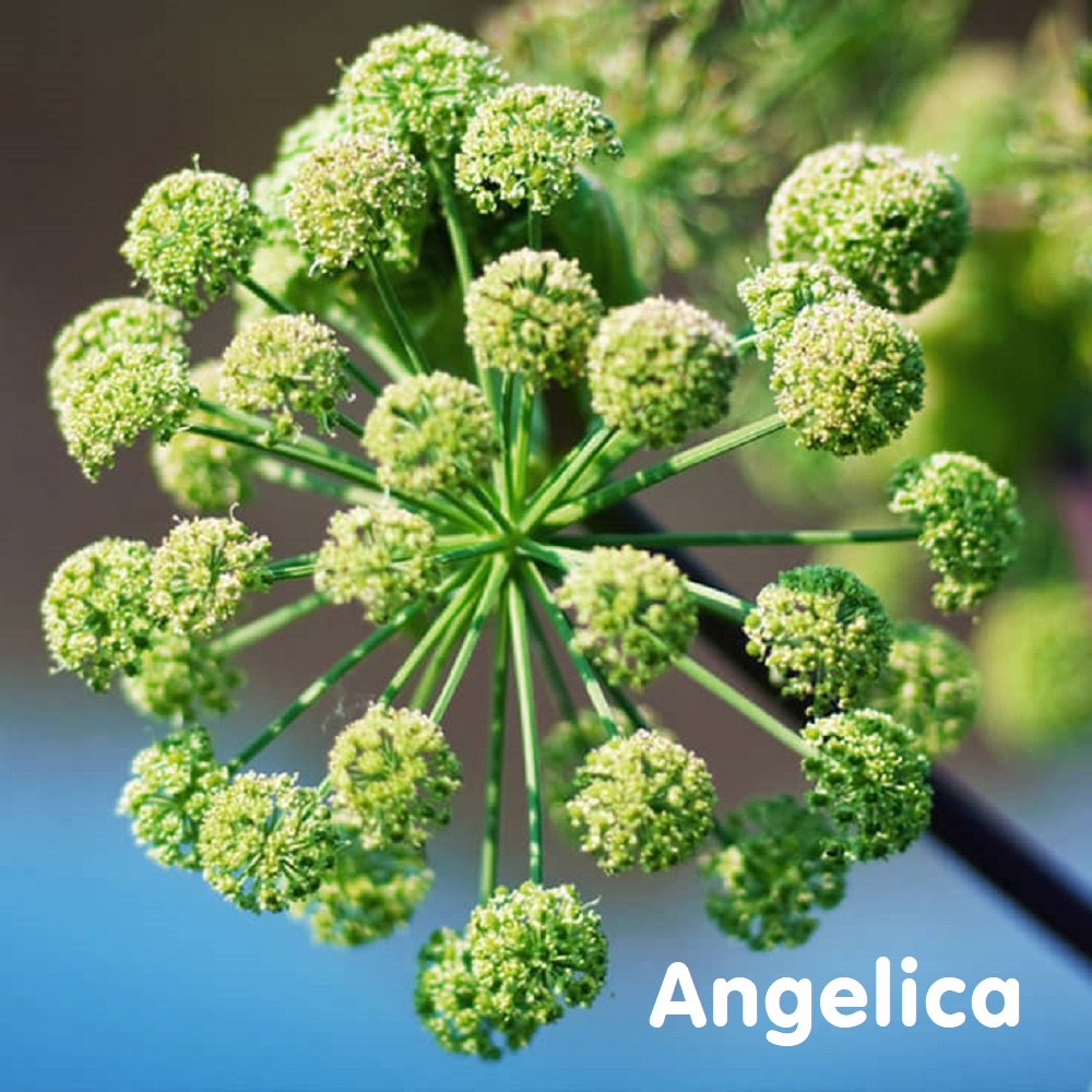 Tinh dầu rễ Bạch chỉ Angelica Root Essential Oil