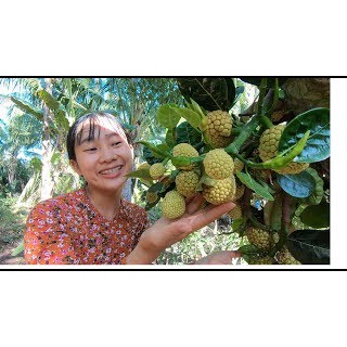 Cây Giống Mít mơ (chuẩn giống cây ghép )