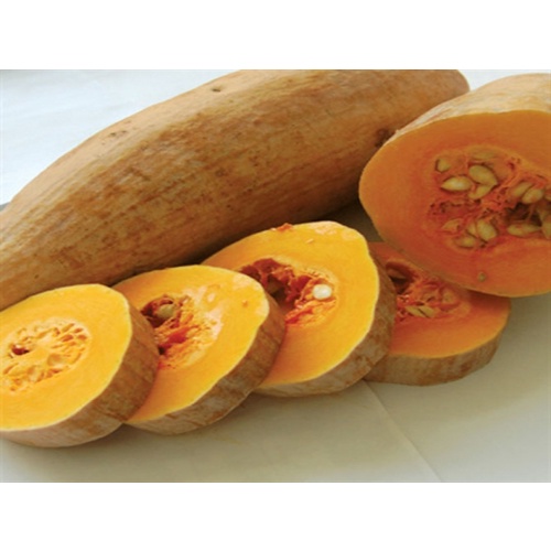 Hạt_Giống_Bí_Đỏ_Dài ( tặng kèm kích mầm và phân bón)