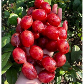  500gr Lạp Xưởng Tươi Hồ Lô  Lạp Bi Tươi  Cai Lậy Nạc 90% 