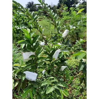 Sản phẩm: Ổi hữu cơ