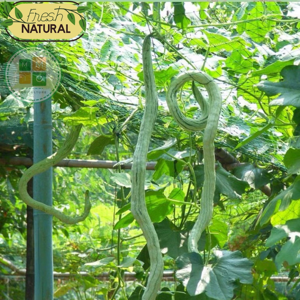 Hạt giống mướp rồng( rắn) Nhật Bản, lặc lè (lặc lày) dài siêu trái