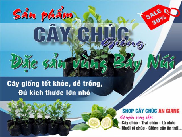 Cây chúc to khoảg 3 năm giá 800k