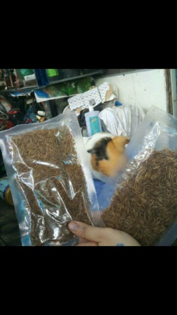 Sâu gạo rang bơ - hamster sóc nhím
