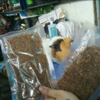 Sâu gạo rang bơ - hamster sóc nhím