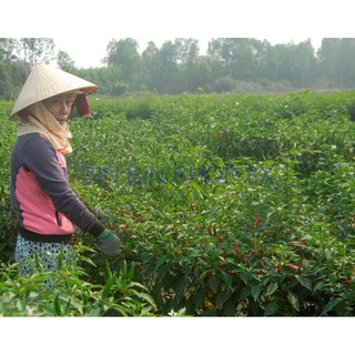 HẠT GIỐNG ỚT CHỈ THIÊN (30 hạt)
